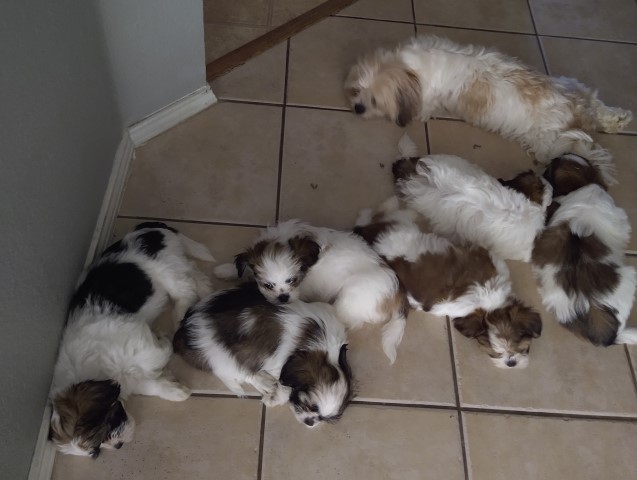 Shih Tzu puppy for sale + 63577