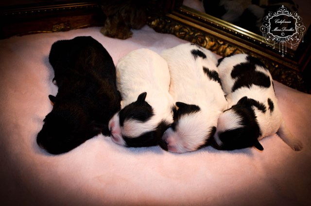 Mini Golden Doodle puppy - Reserve NOW   named: DIVA  Adoption PENDING
