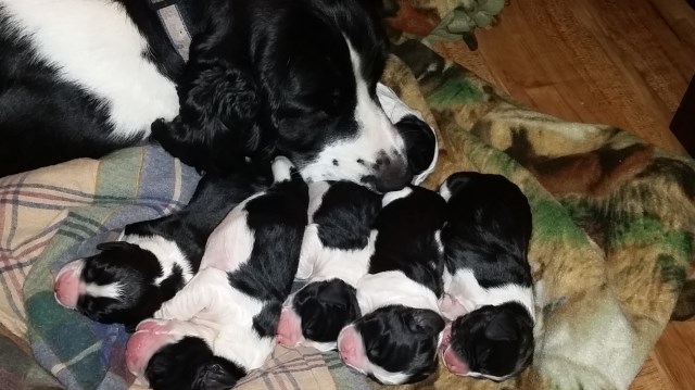 English Springer Spaniel puppy for sale + 50506