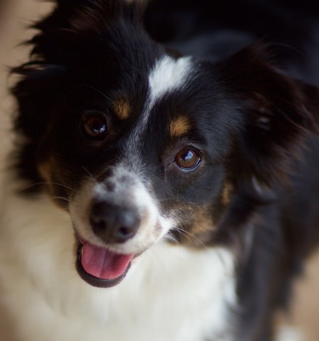 Miniature Australian Shepherd puppy for sale + 48094