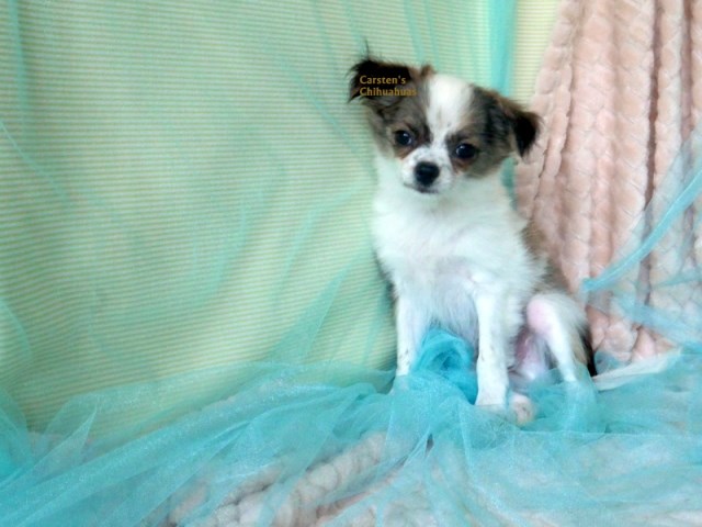 Chi WOW WOW Puppy