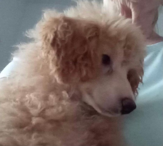 AKC Red Male Toy Poodle