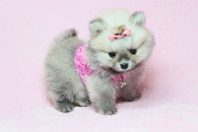 Tiny and Cute Teddy Bear Pomeranians for Sale in Las Vegas! Financing and Shipping Available!