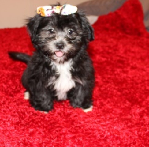 Mi Ki puppy for sale + 64597