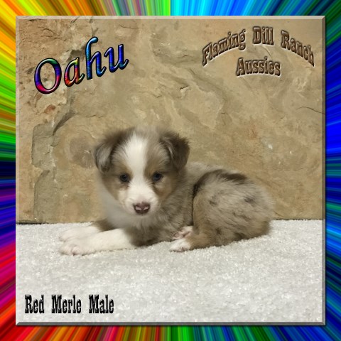 Oahu - Toy Red Merle Male Aussie Puppy