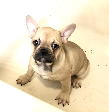 French Bulldog puppy for sale + 59958