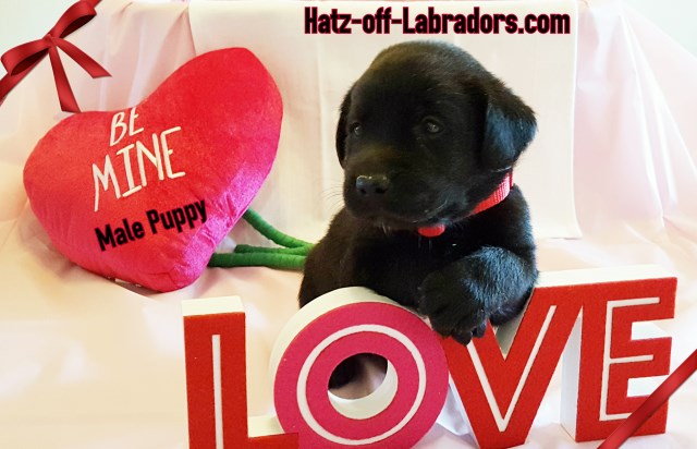 Labrador Retriever puppy for sale + 48314
