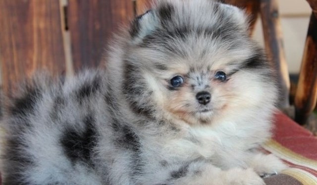 Pomeranian puppy for sale + 56227