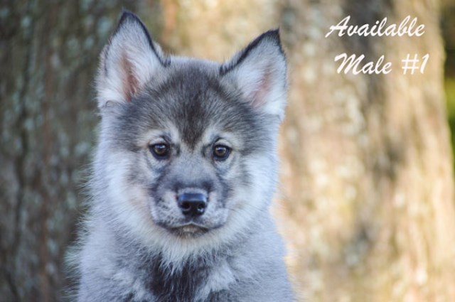AKC Siberian husky puppies available!