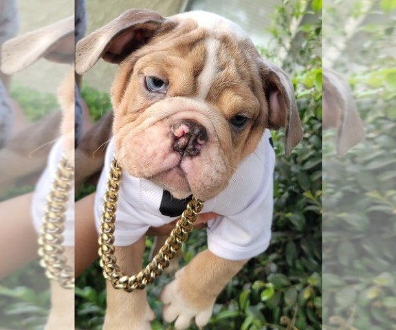 Adorable English Bulldog Puppies