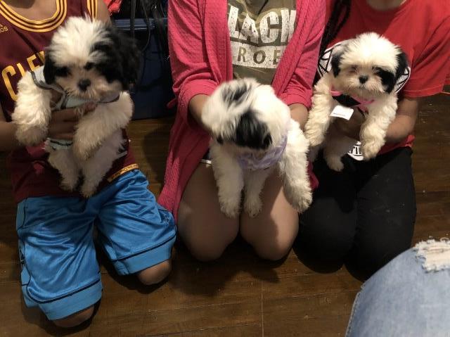 2 Girl and 1 Boy Shitzu looking for their new happy home