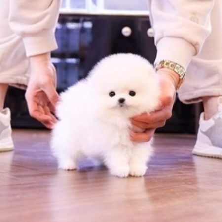 Adorable male and female Pomeranian puppies  for sale