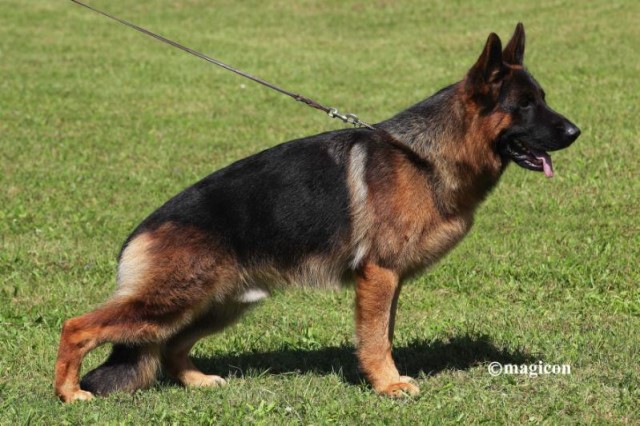 German Shepherd Dog puppy for sale + 61127