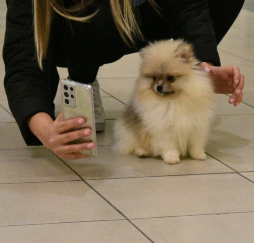 Pomeranian puppy for sale + 62529
