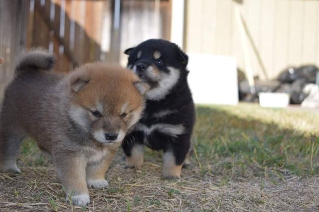 Male and female Shiba Inu puppies for pet lovers.