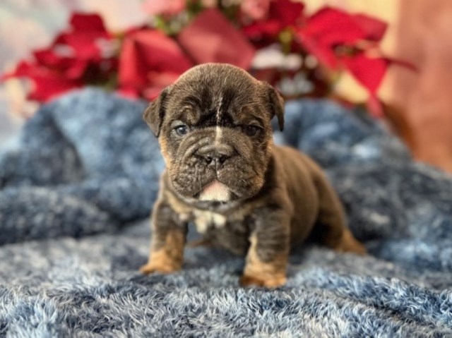 English Bulldog, F, Yellow collar, health tested clear