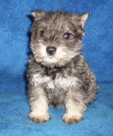 Mini Schnauzer Pups