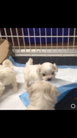 Maltese puppy for sale + 56151