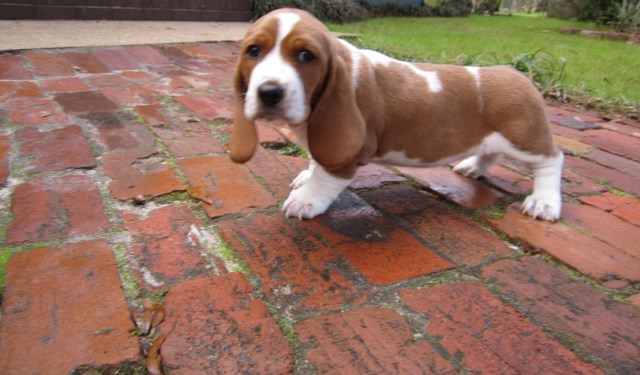 Basset Hound Puppies