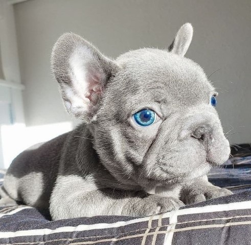 Thorough health screening program for my French Bulldog puppies