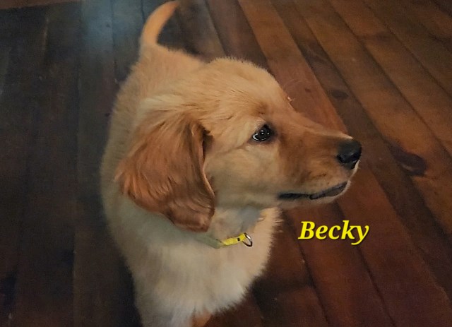 Golden Retriever puppy for sale + 66690