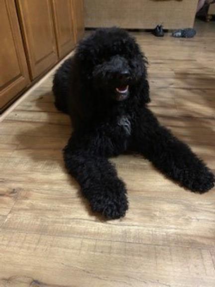 Labradoodle Female for sale