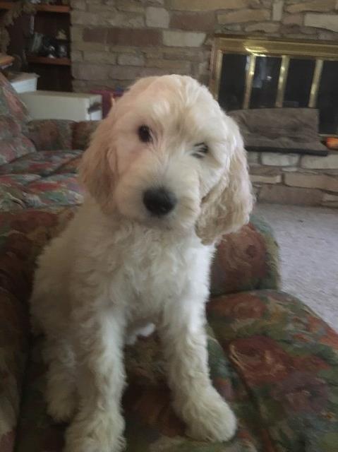 Goldendoodle puppies for sale