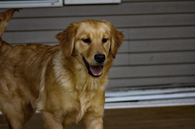 Golden Retriever puppy for sale + 59578