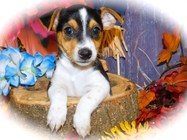 Rat Terrier puppy for sale + 58820