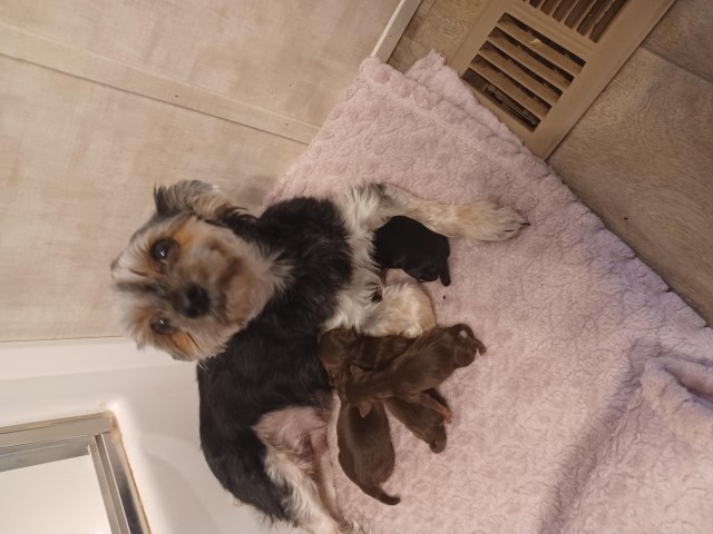 female yorkie chocolate