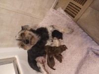 female yorkie chocolate Yorkshire Terrier for sale/adoption
