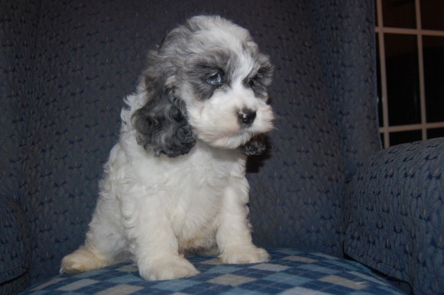 Cockapoo puppies