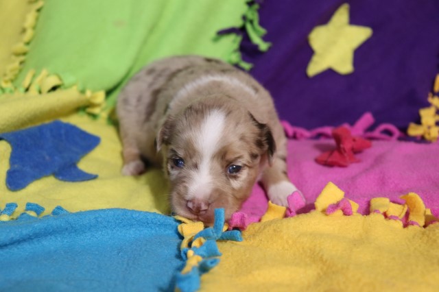 ASDR registered Toy Australian Shepherd