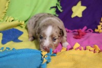 ASDR registered Toy Australian Shepherd Australian Shepherd Dog for sale/adoption