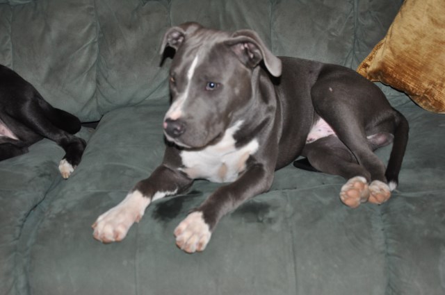 American Staffordshire Terrier puppy dog for sale in san
