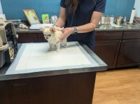 Pearl LC Apple Head Female Chihuahua Chihuahua for sale/adoption