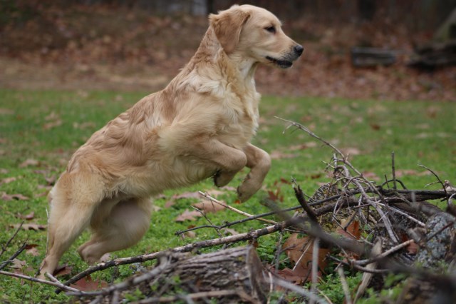 Golden Retriever puppy for sale + 59579