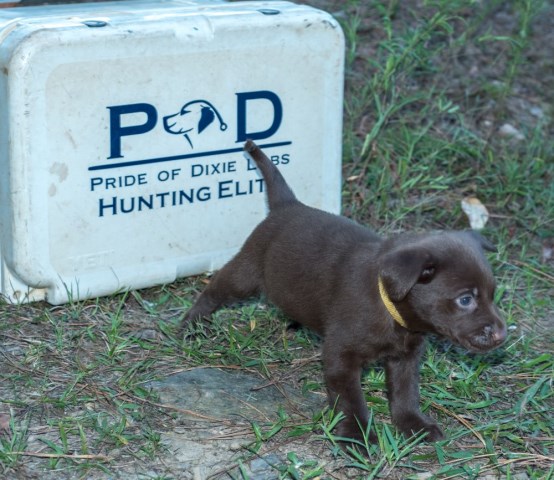 Labrador Retriever puppy for sale + 55605