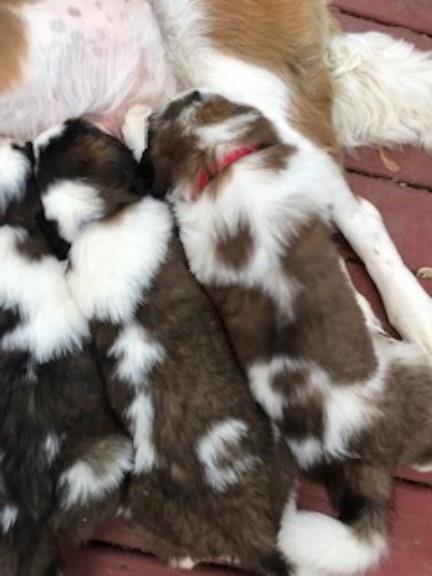 Saint Bernard puppy for sale + 66579