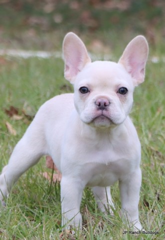 Doli and Claudia's beautiful and healthy AKC French Bulldog puppies