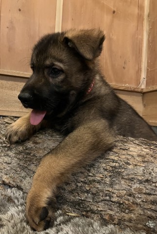 German Shepherd Dog puppy for sale + 64444