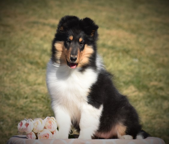 Collie puppy for sale + 60245