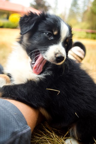 Aussies 7 weeks old - Four Beautiful and Attention Focused Australian Shepherds
