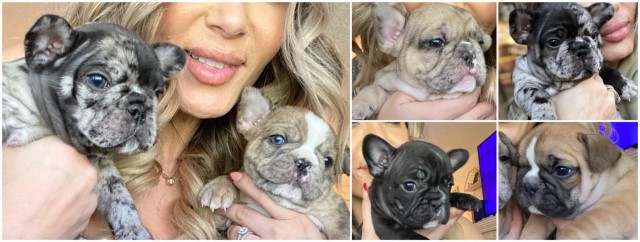 Top Quality French Bulldog Puppies Ready to go Now!