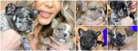Top Quality French Bulldog Puppies Ready to go Now! French Bulldog for sale/adoption