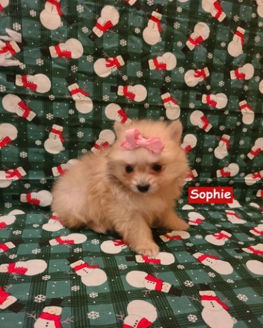 Pomeranian puppy for sale + 66949
