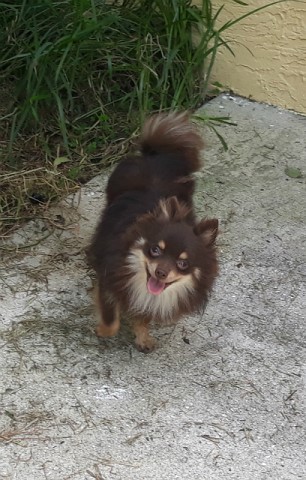 Teacup chocolate pomeranian  male