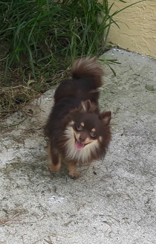 Teacup chocolate pomeranian  male