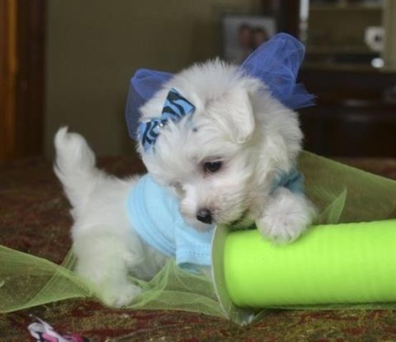 Toy Maltese Puppies Ready Now -484-466-6216 for more inf