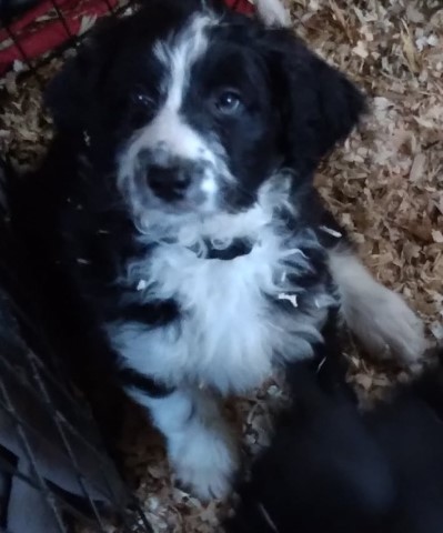 Aussiedoodle babies